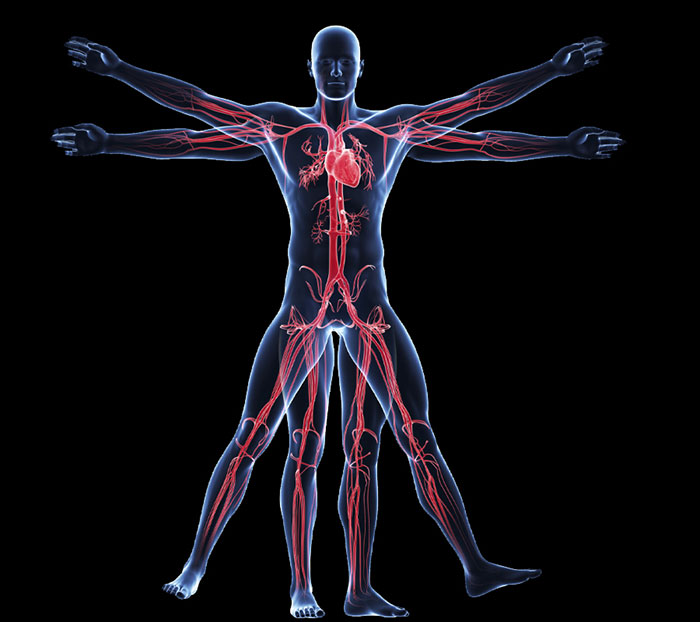 Anatomy and Physiology 